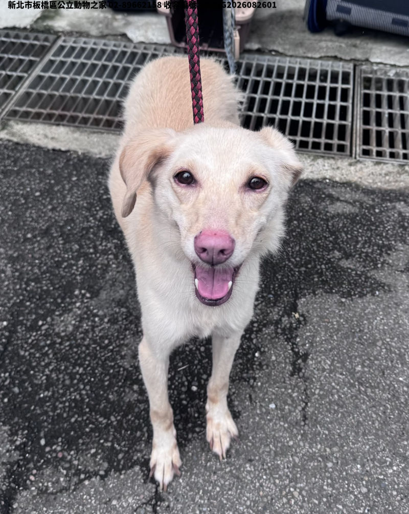 領養中型黃色公犬