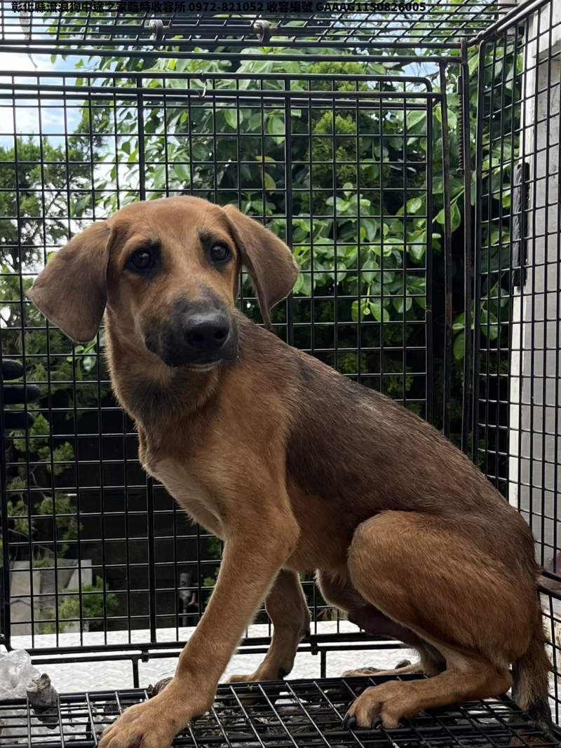領養小型黃色公犬