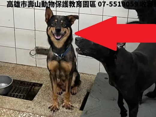 領養大型黑色公犬