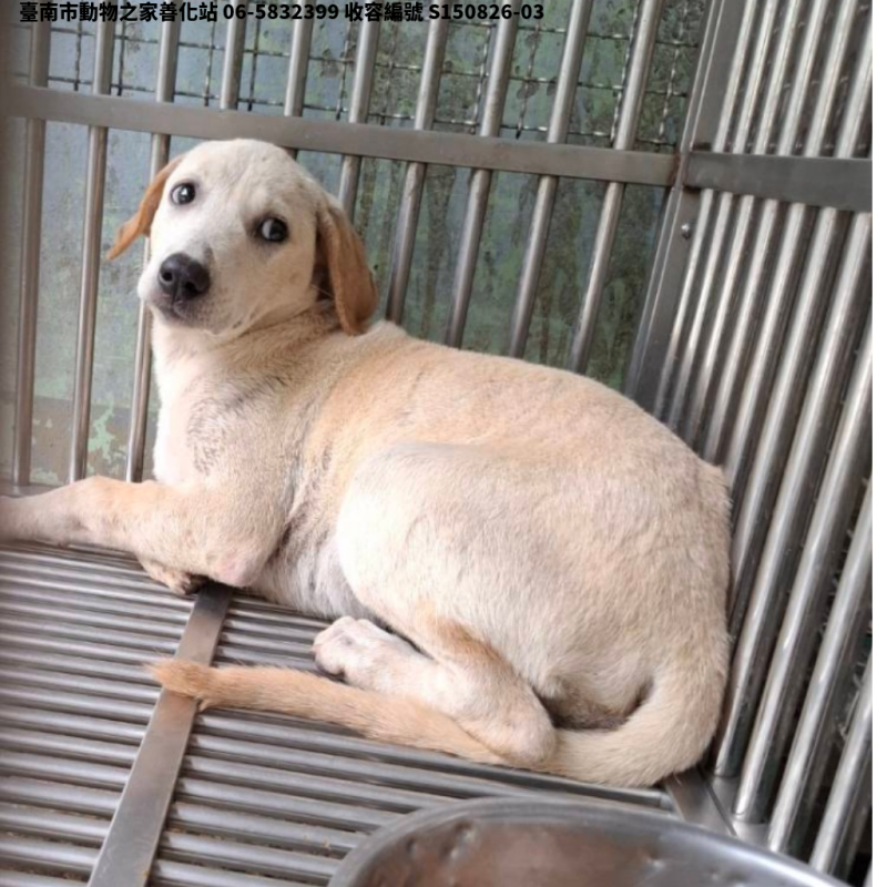 領養中型白色母犬