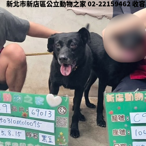領養中型黑色公犬