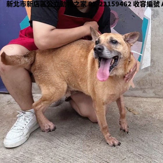 領養中型黑黃色公犬