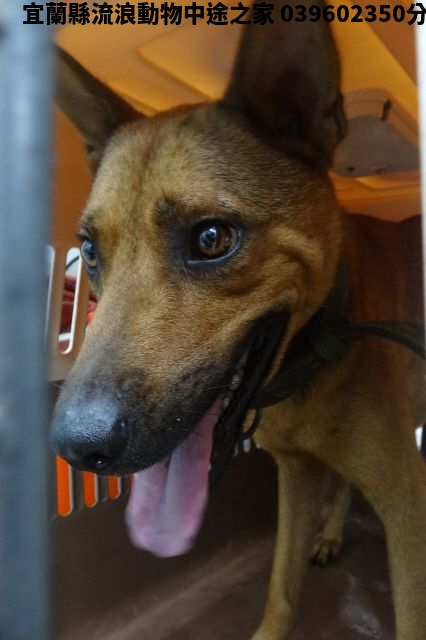 領養大型棕色公犬