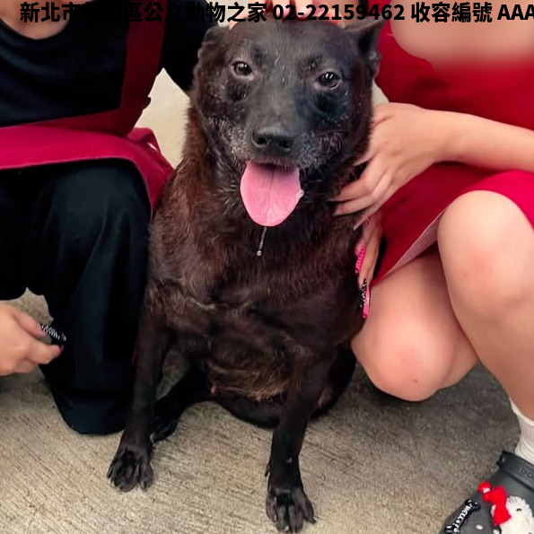 領養中型黑色母犬