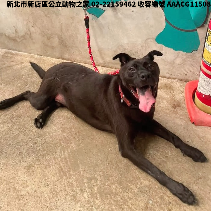 領養中型黑色公犬