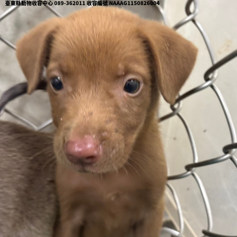領養小型棕色母犬