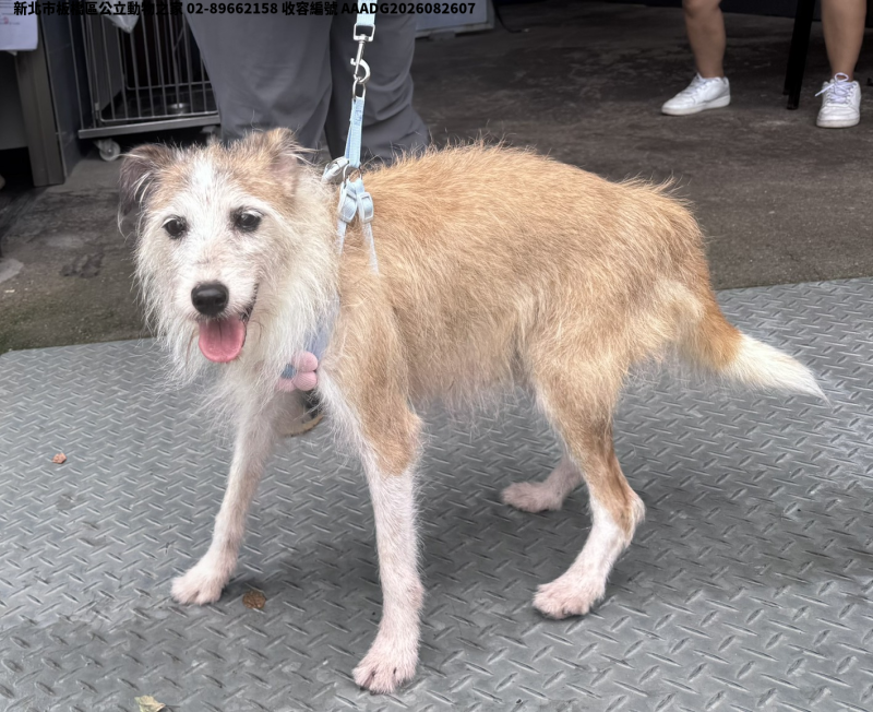 領養中型黃白色母犬