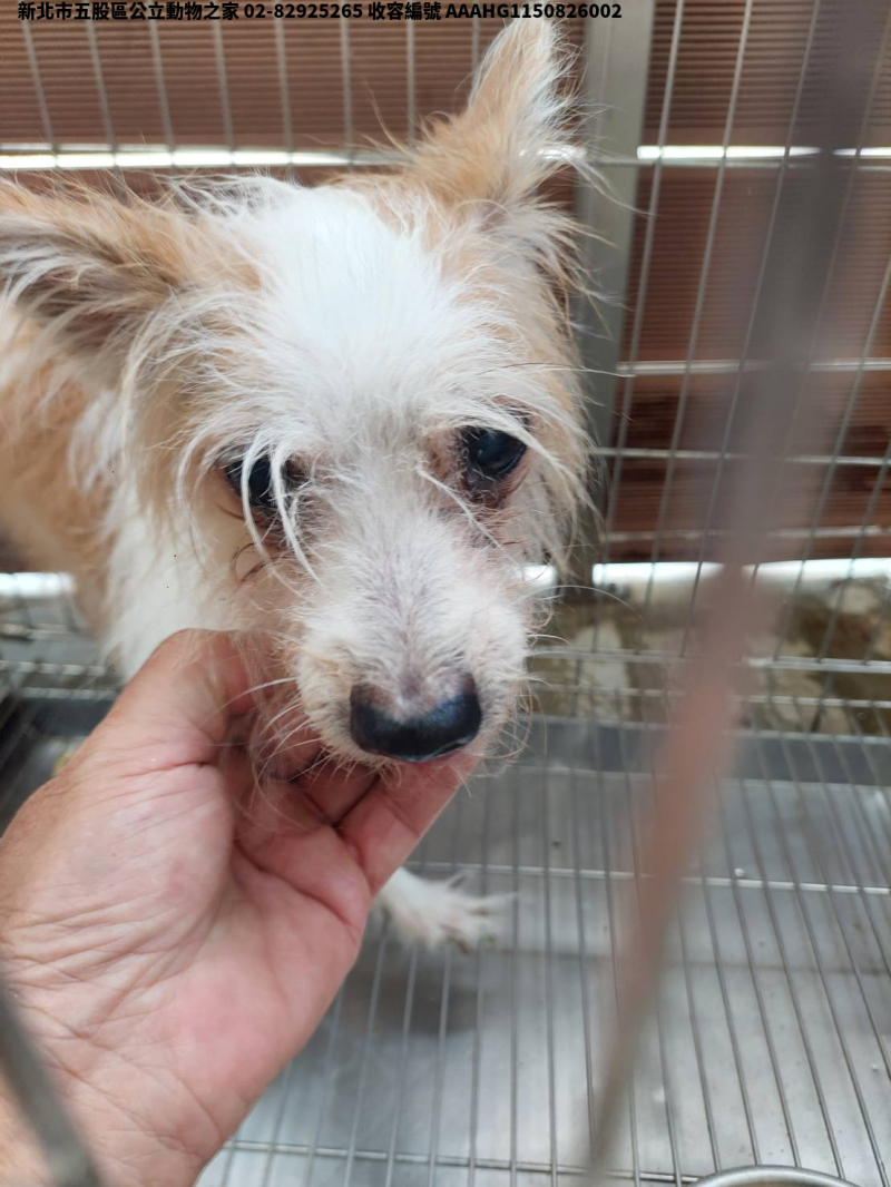 領養中型黃白色母犬