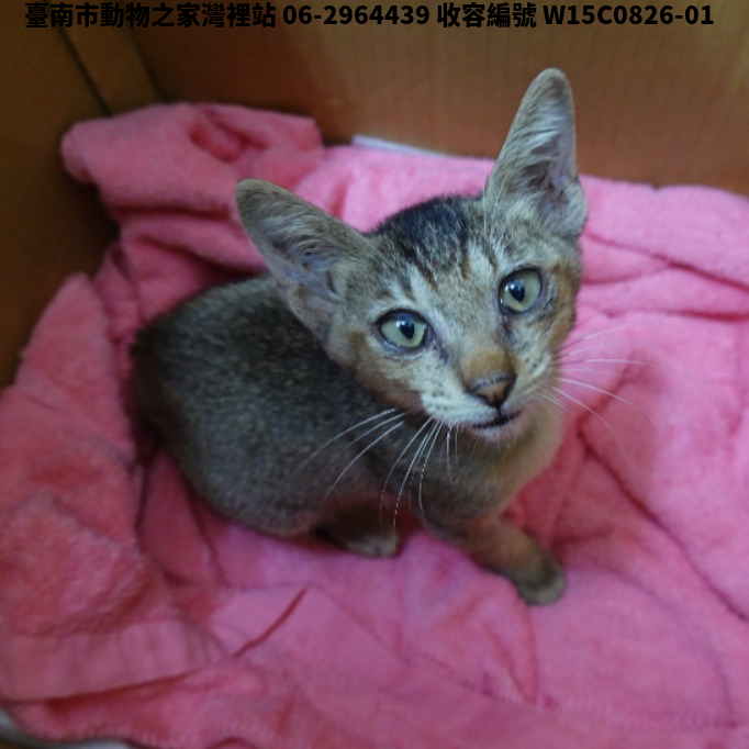 領養中型虎斑色公貓