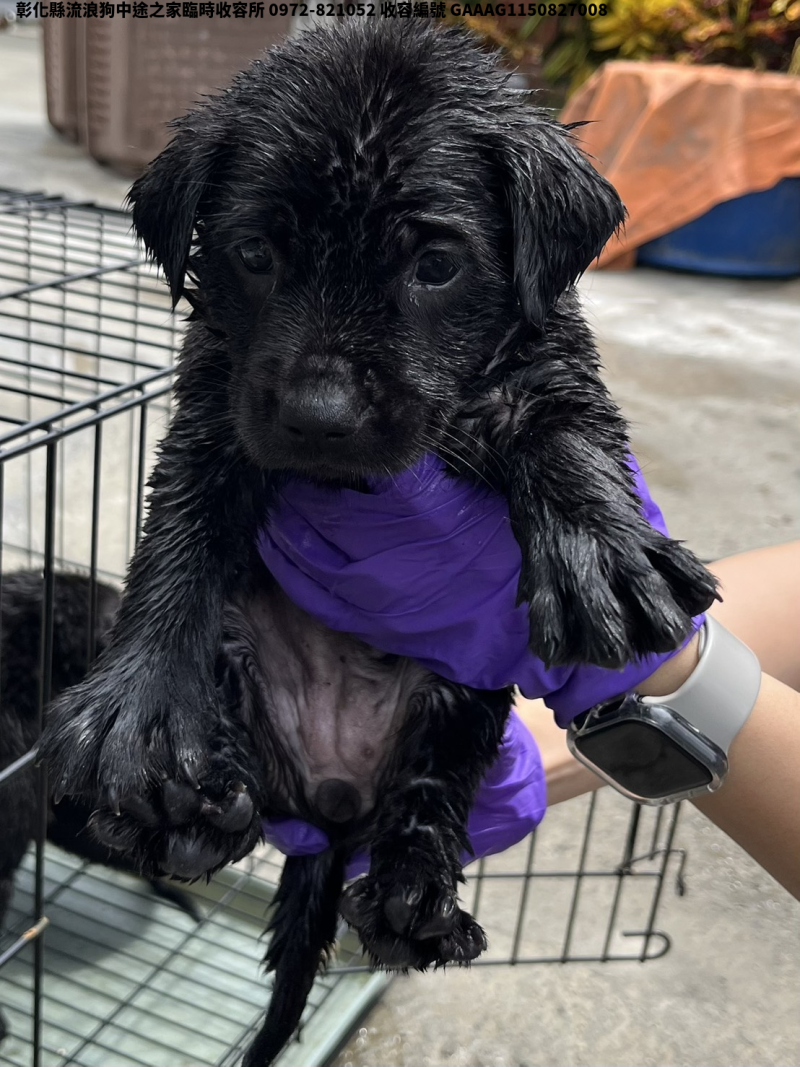 領養小型黑色母犬