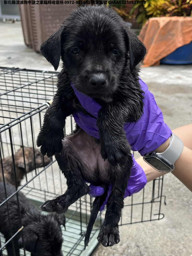 領養小型黑色公犬