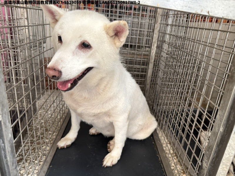 領養大型白色母犬