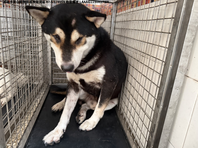 領養中型黑色公犬