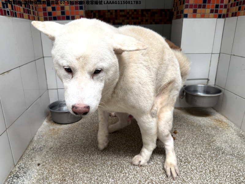 領養中型白色母犬