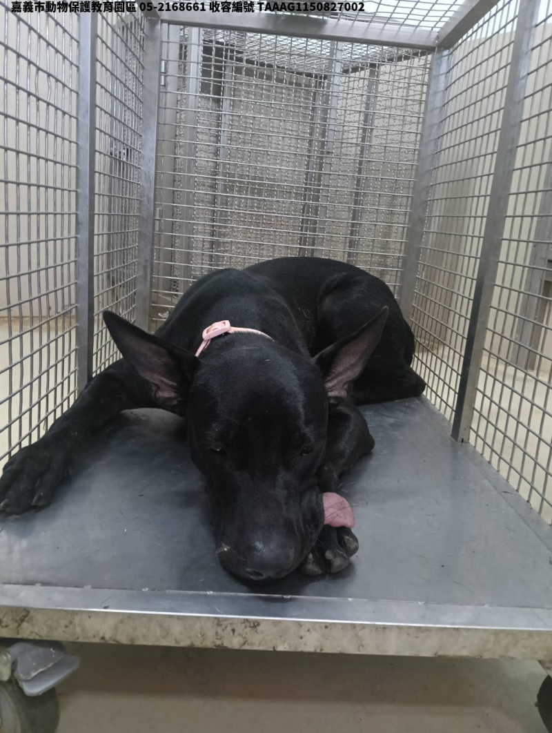 領養中型黑色公犬