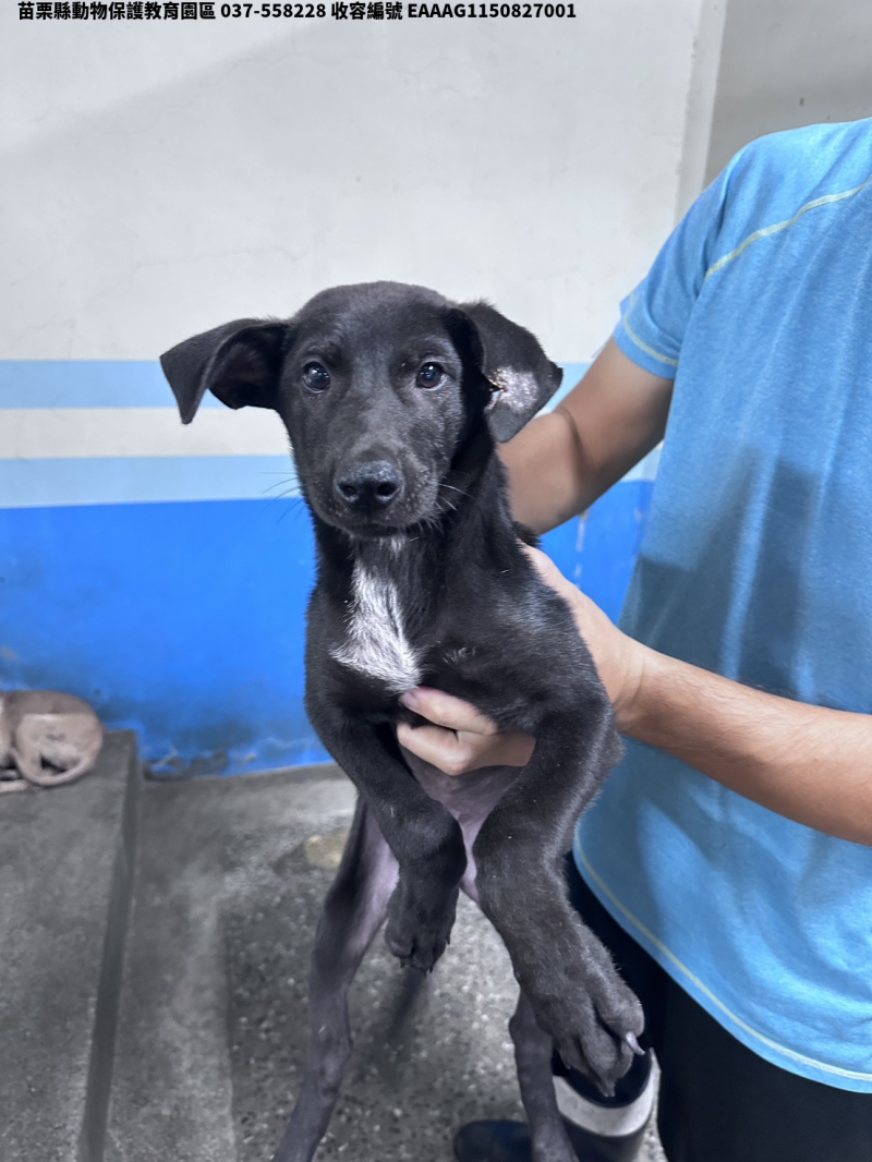 領養中型黑色公犬