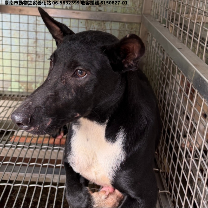 領養中型黑白色公犬