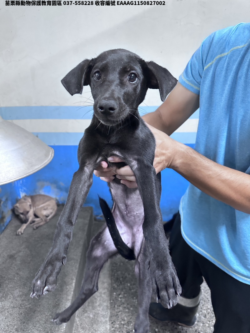 領養中型黑色母犬