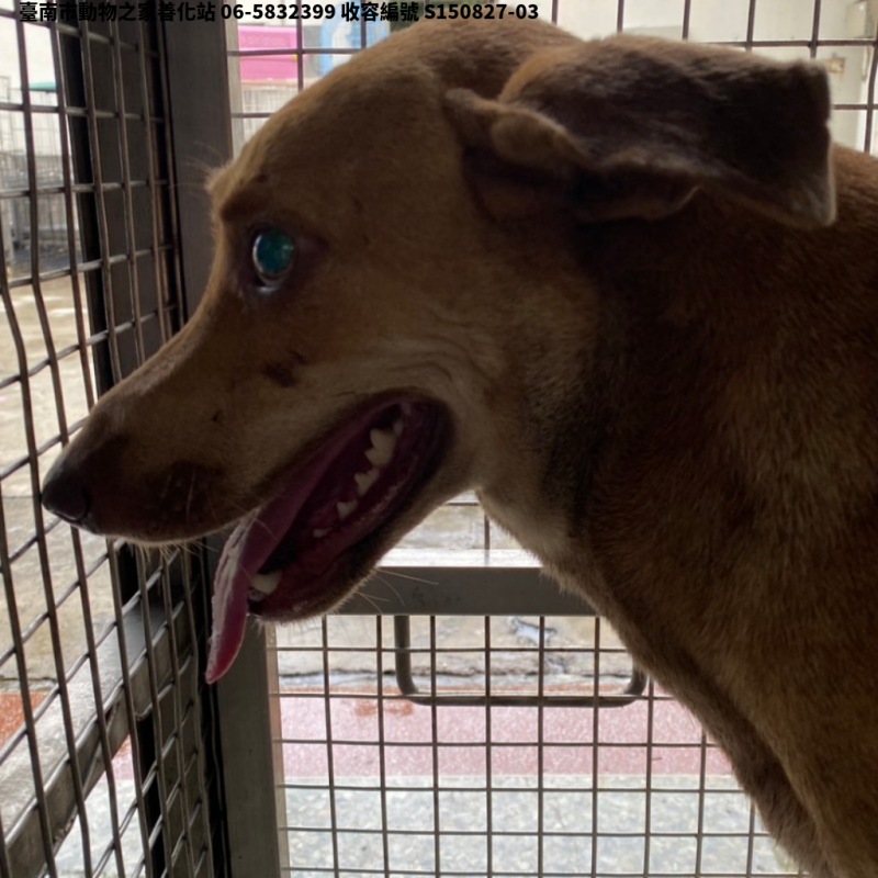 領養中型黃色母犬