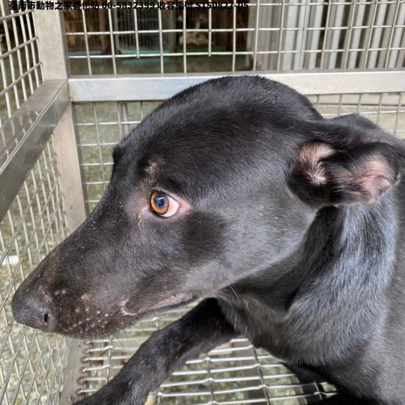 領養中型黑色公犬