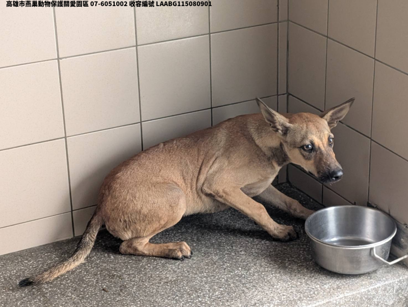 領養大型黃色公犬