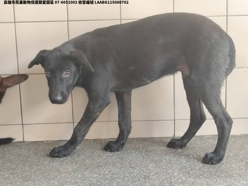 領養大型黑色公犬
