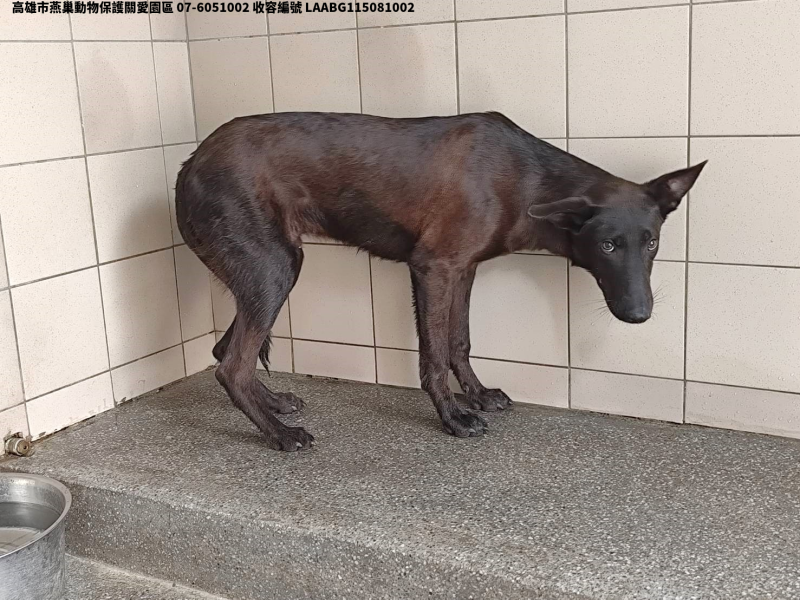 領養大型黑色公犬