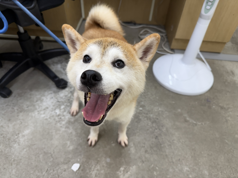 領養中型黃白色公犬