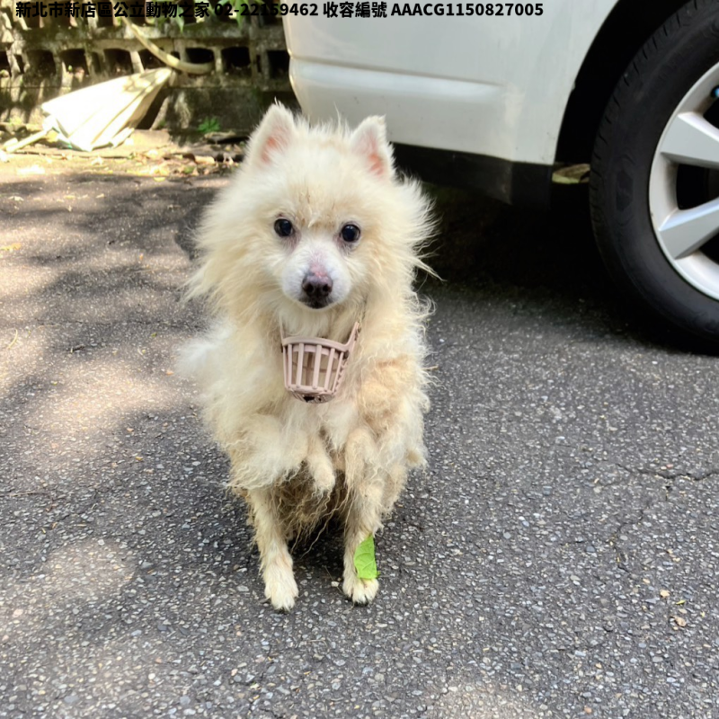 領養小型白色公犬