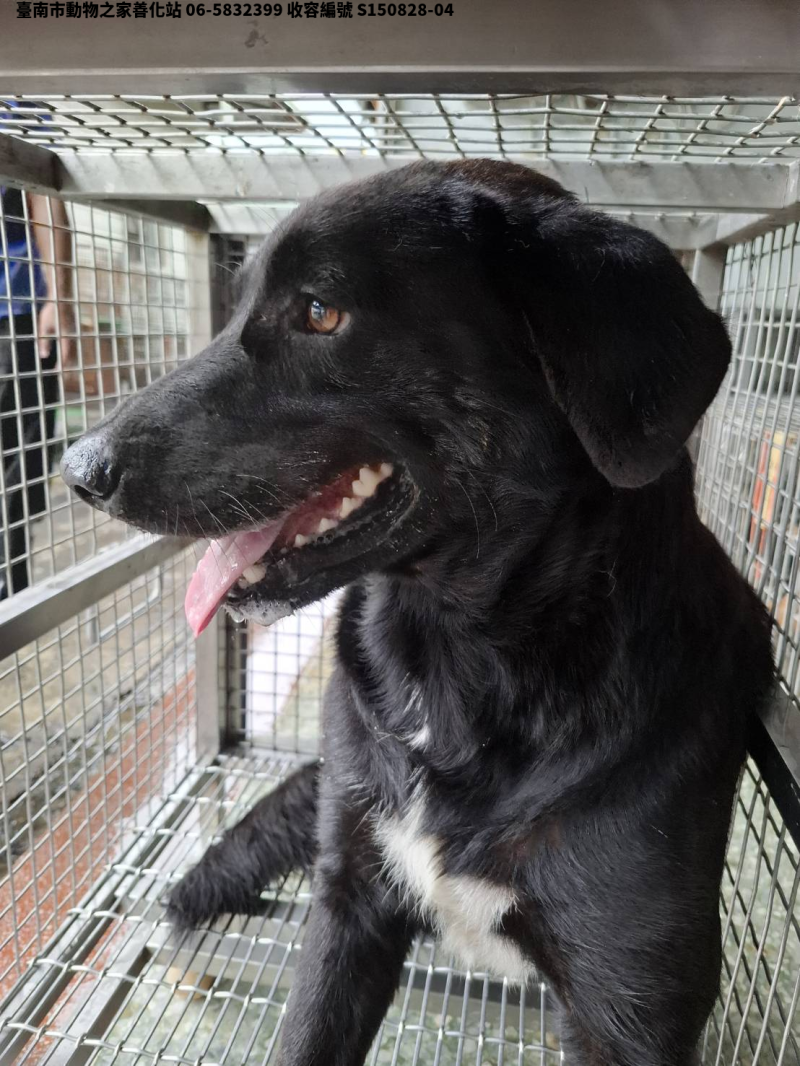 領養中型黑色公犬