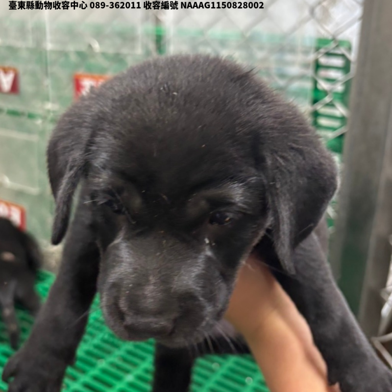 領養中型黑色母犬