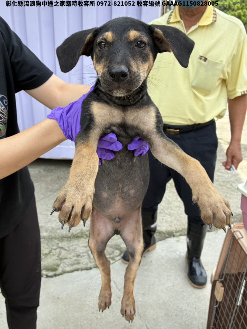 領養小型黑黃色公犬
