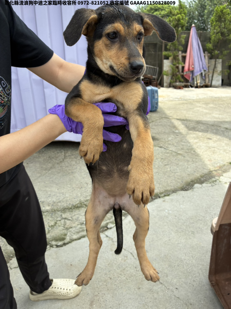 領養小型黑黃色母犬