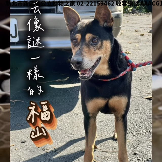 領養中型黑黃色公犬