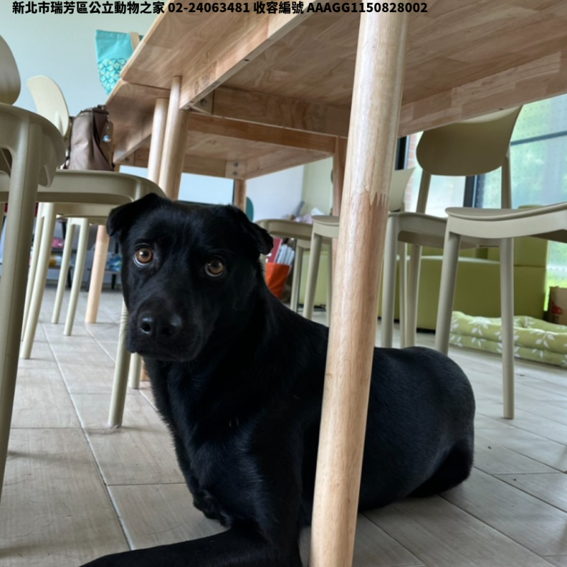 領養大型黑色公犬