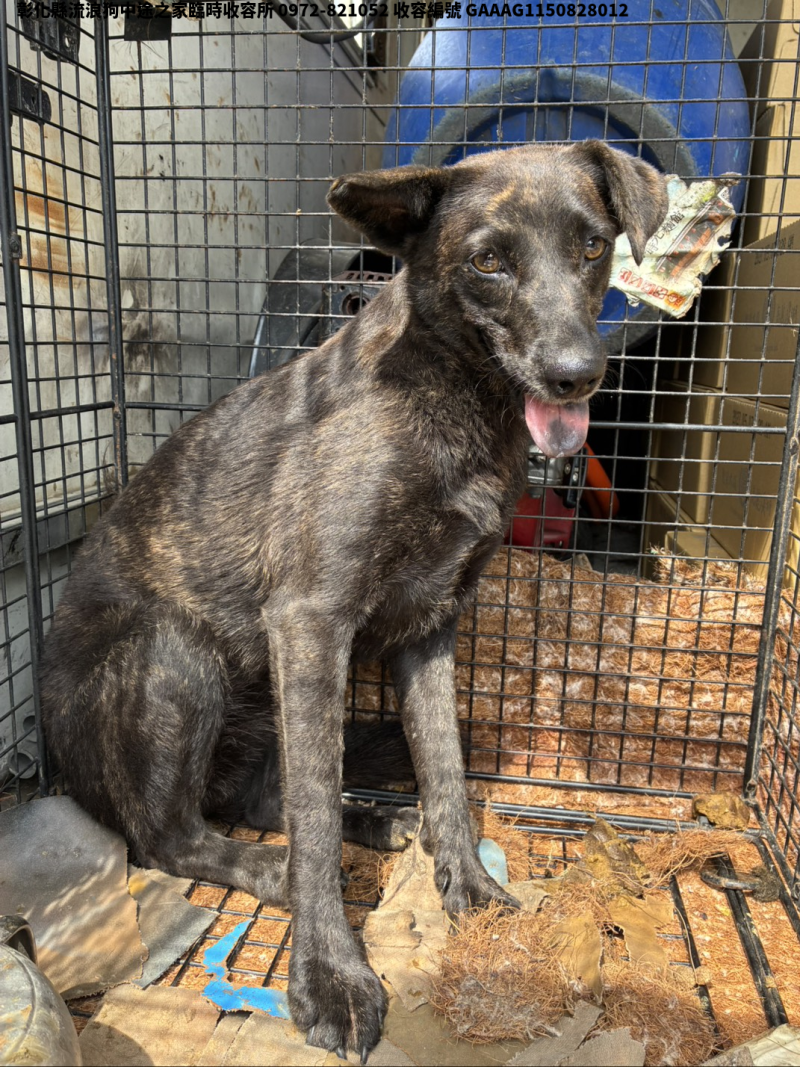 領養中型黑虎斑色母犬