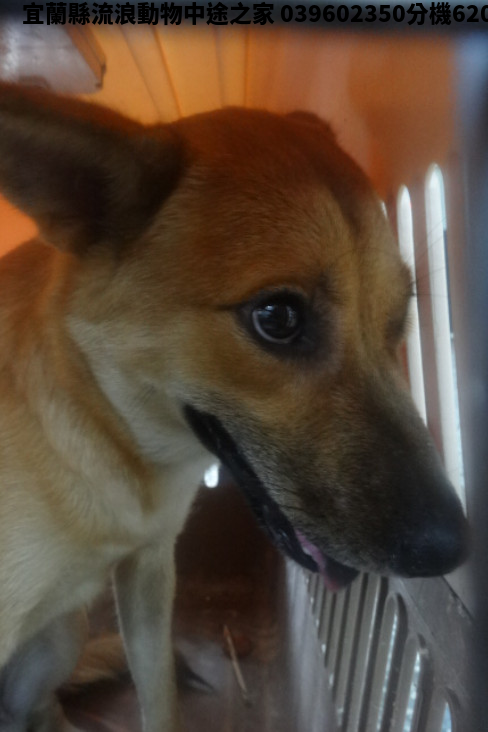 領養大型黑黃色母犬