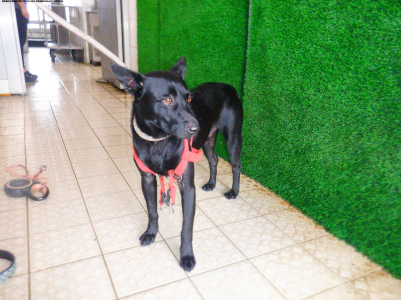 領養中型黑色公犬