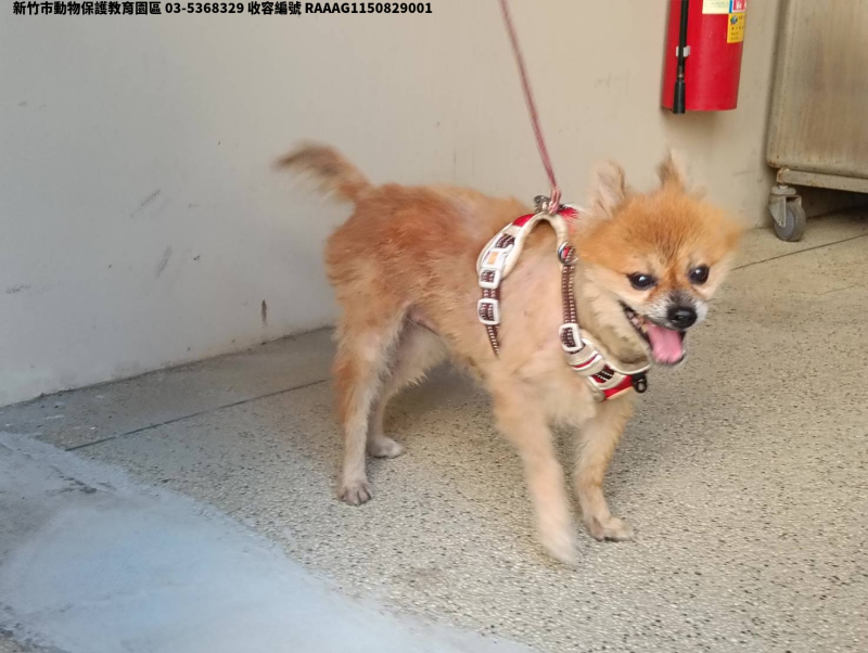 領養小型黃色公犬