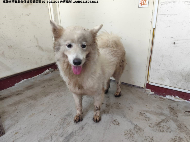 領養大型白色母犬