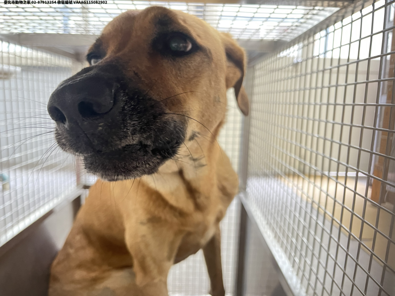 領養中型黃色母犬