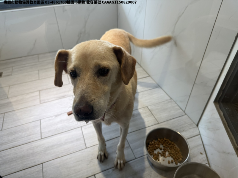 領養中型黃色母犬