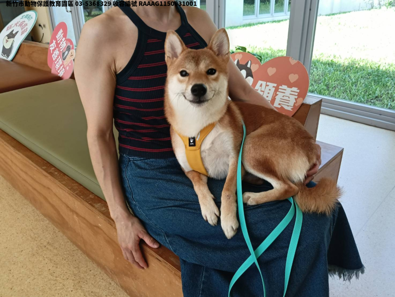 領養小型黃色母犬