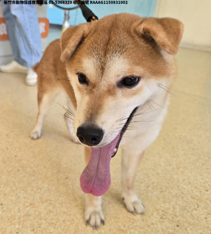 領養小型黃色母犬