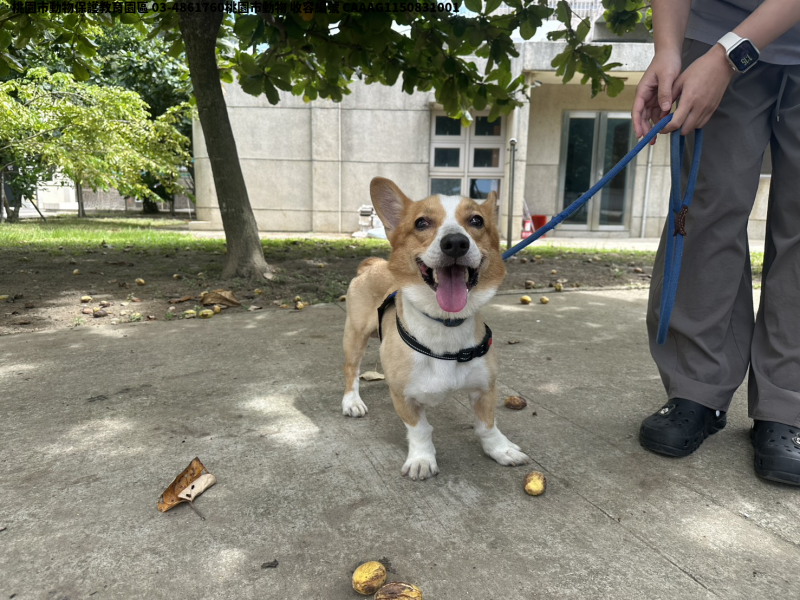 領養中型黃白色公犬