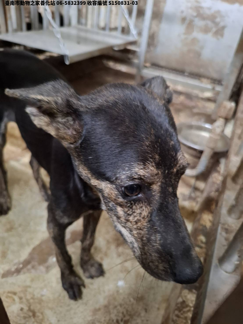 領養小型黑黃色母犬
