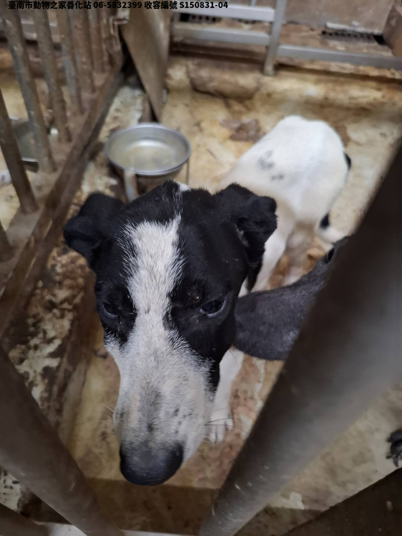 領養小型黑白色公犬