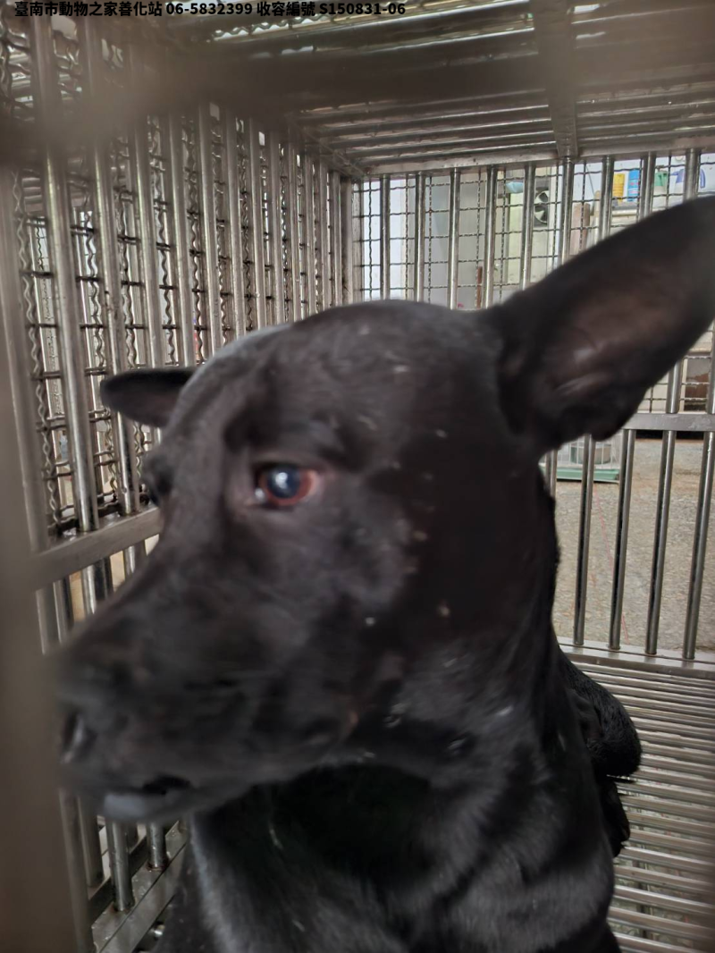 領養中型黑色公犬