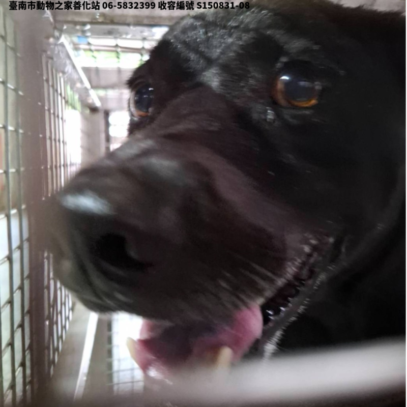 領養中型黑色公犬