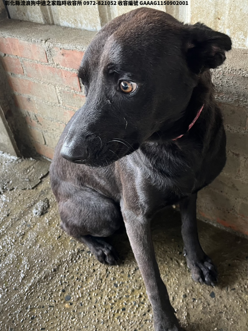 領養中型黑色公犬